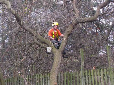 all-seasons-maintenance-tree-removal